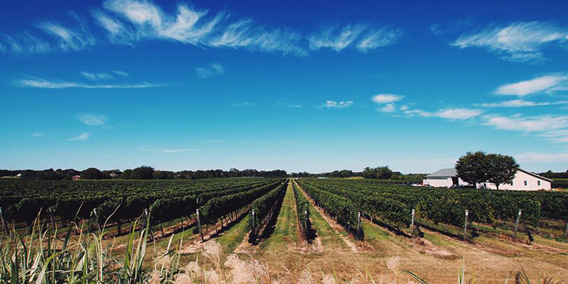 Bedell Cellars est une cave avec une belle vue