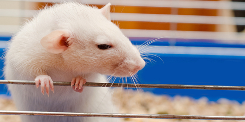 Ce que nous savons des habitudes de consommation des rats grâce à la science