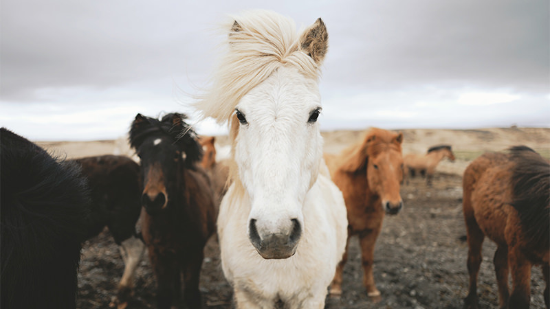 chevaux de fête du solstice d'islande