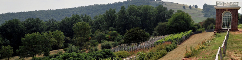 Le vin est cultivé aujourd'hui à Monticello où Thomas Jefferson a vécu !