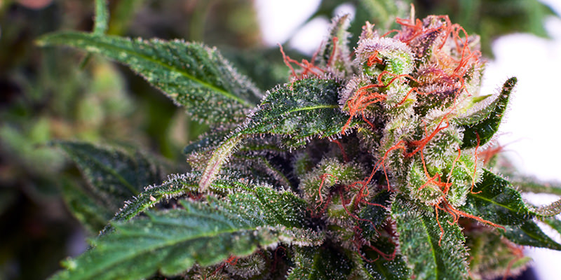 Dans quelle mesure le terroir affecte-t-il la qualité de la marijuana ?