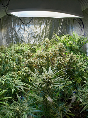 Dans quelle mesure le terroir affecte-t-il la qualité de la marijuana ?