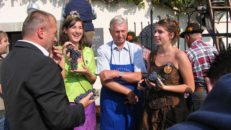 Rencontrez la plus vieille vigne du monde