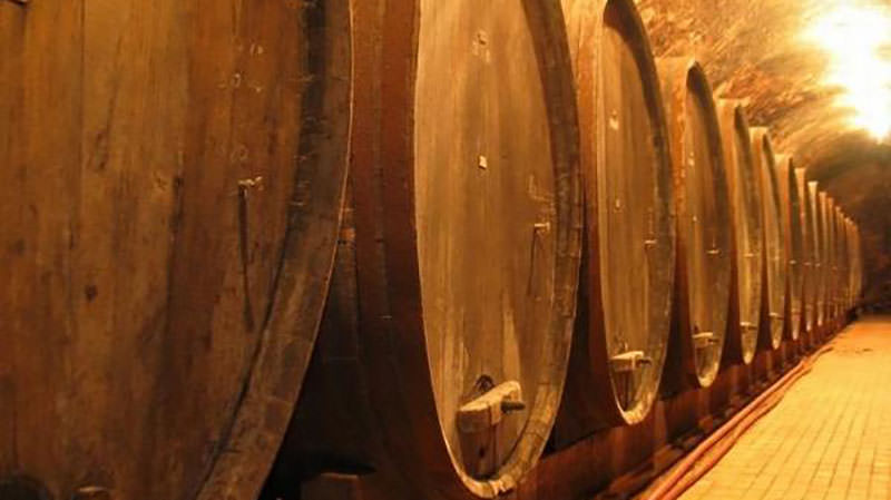 Rencontrez la plus vieille vigne du monde