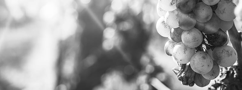 Ces raisins sont touchés par la pourriture noble