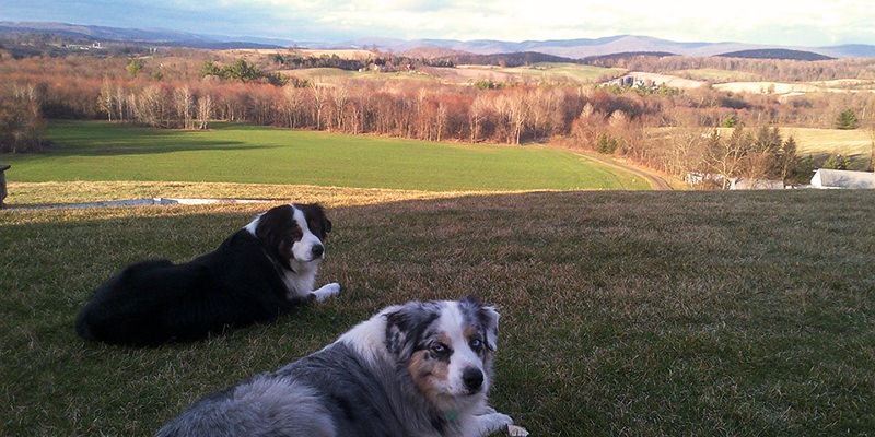 New York a le meilleur bourbon