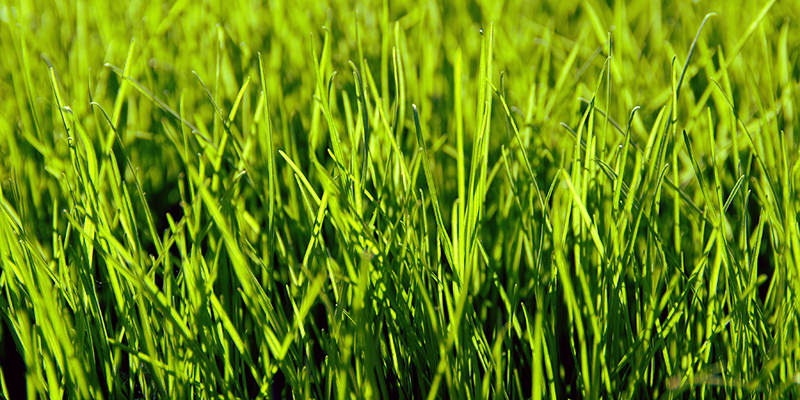 Le sauvignon blanc peut sentir vraiment bizarre