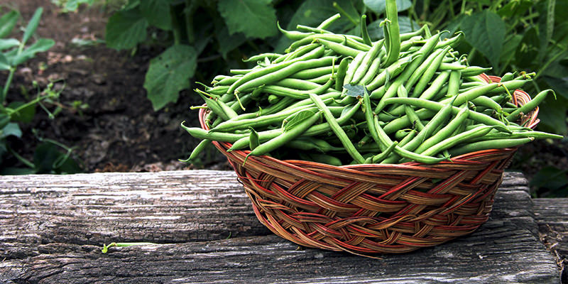 Le sauvignon blanc peut sentir vraiment bizarre