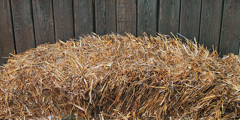 Le sauvignon blanc peut sentir vraiment bizarre