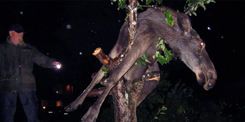 Les animaux s'enivrent quand ils sont stressés