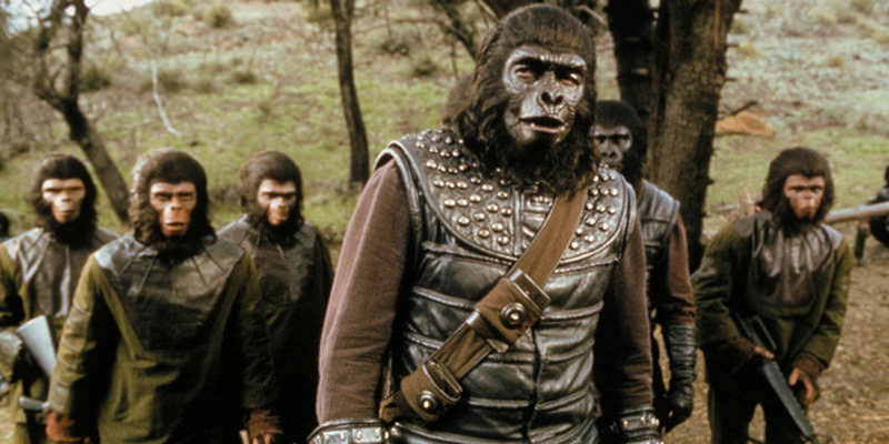 Les animaux s'enivrent dans la nature