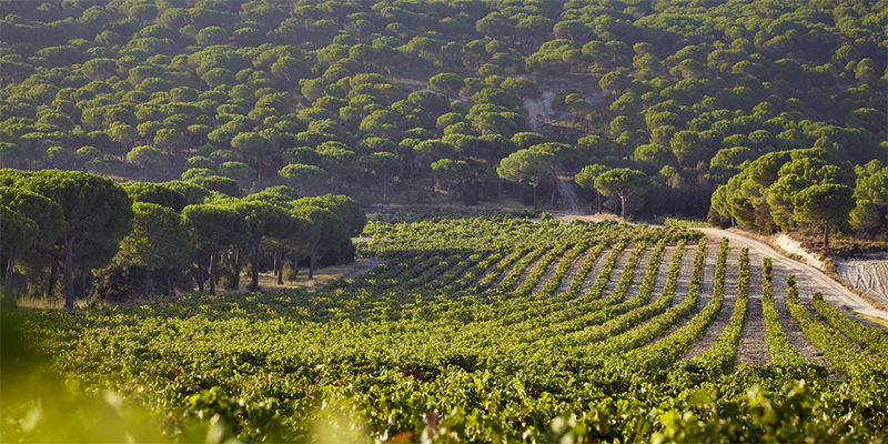 Véga Sicile