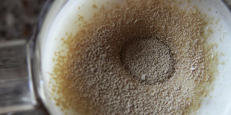 Levure trempée dans la bière.