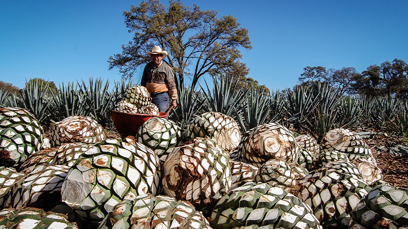 Tequila Ocho