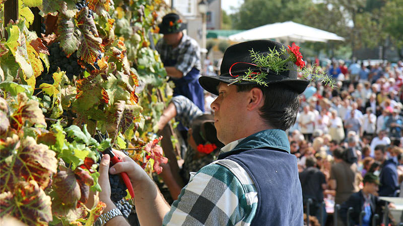 Rencontrez la plus vieille vigne du monde