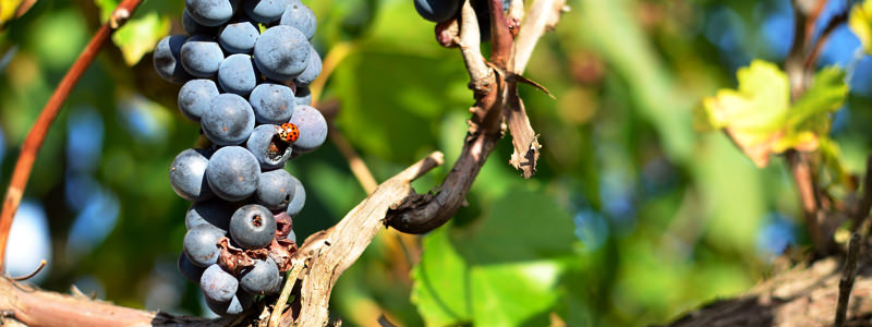 coccinelle sur raisin