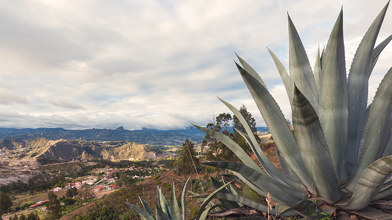le mezcal peut être fabriqué dans de nombreuses régions différentes