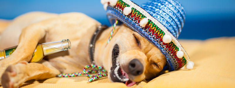 Les 5 étapes pour soigner votre gueule de bois