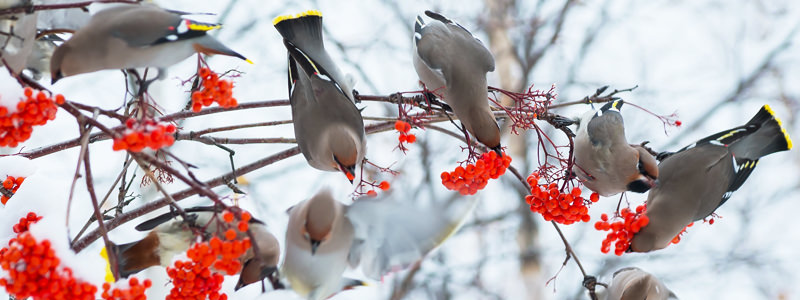 Les oiseaux jaseurs au Canada se saoulent