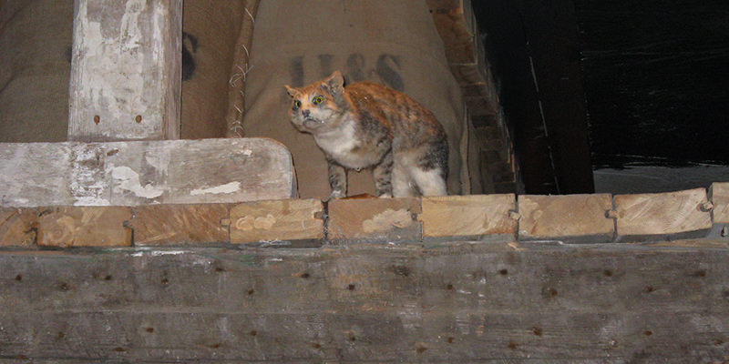 L'histoire secrète des chats de distillerie