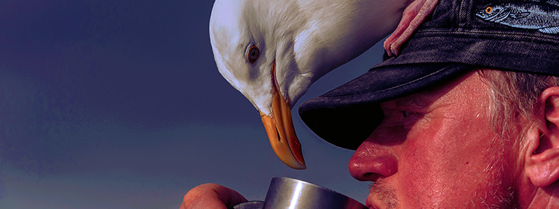 Les animaux s'enivrent dans la nature