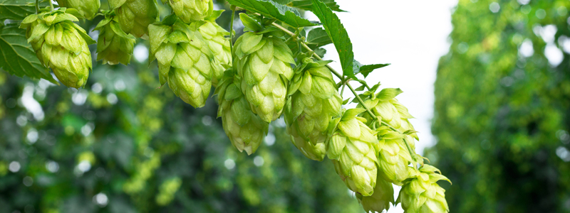Houblon frais.