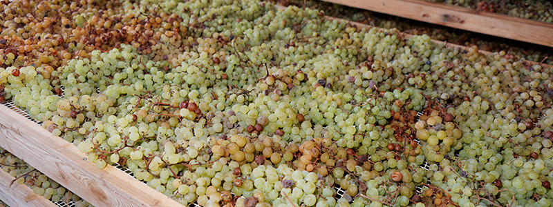 La pourriture noble du vin est une bonne chose