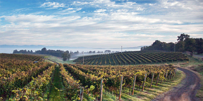L'avenir du vin américain est en Virginie