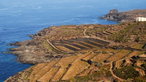 Vignobles de l'île de Pantelleria