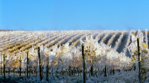 Vignoble couvert de glace pour la récolte du vin de glace