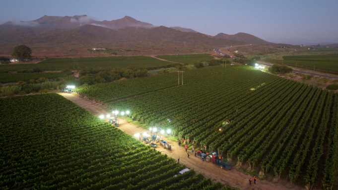Ce que le monde du vin doit faire pour survivre et prospérer