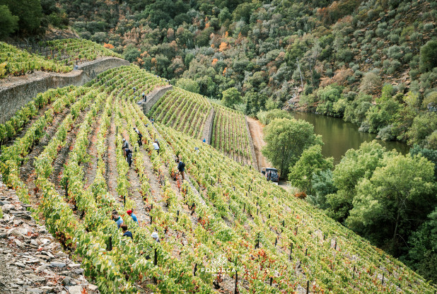 Le Fladgate Partnership annonce la sortie de deux portos vintage à partir de 2022