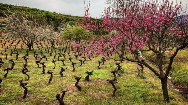 Le producteur de Bierzo lance une campagne pour sauver les vieilles vignes