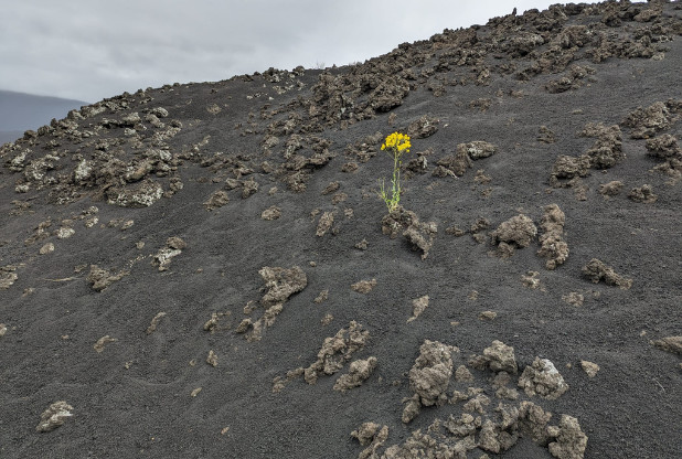 Sicilia en Primeur 2024 : résilience et qualité dans un contexte de récolte difficile
