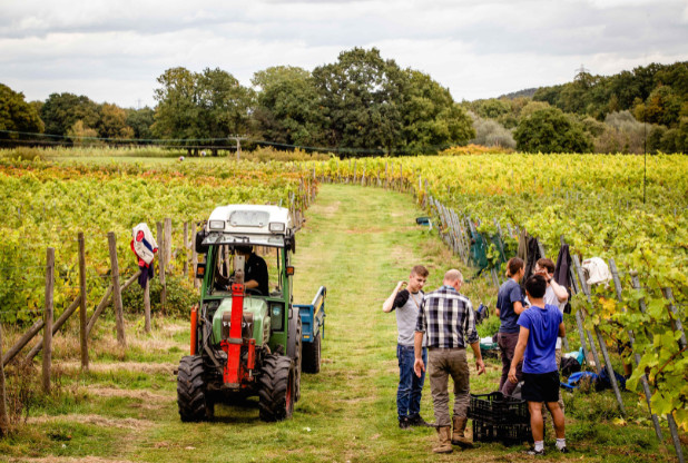 Le Plumpton College lance 15 cours sur le vin pour les professionnels et les amateurs