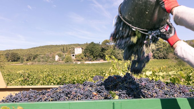 Rencontrez les vignerons qui créent des Syrahs d'une élégance rare