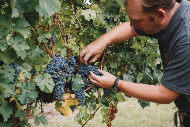 Brown Family Wine Group nomme Hallgarten & Novum comme distributeur au Royaume-Uni