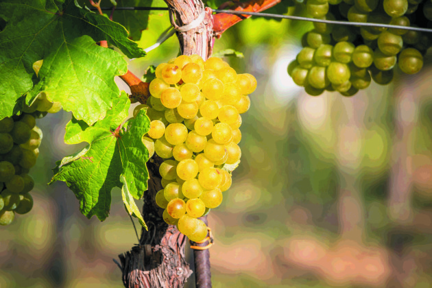 Prévisions de baisse du volume de récolte pour l'Autriche