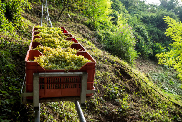 Baisse des rendements du Conegliano Valdobbiadene Prosecco