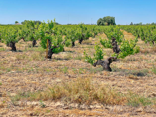 La Old Vine Conference se rend en Californie avec Jancis Robinson