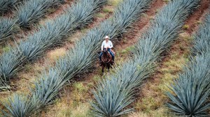 Agriculteur d'agave bleu à cheval