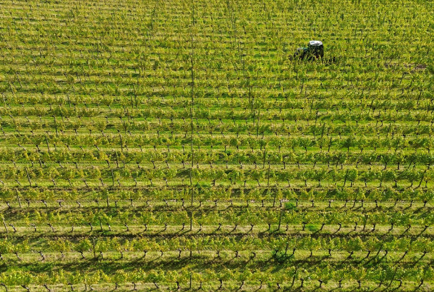 Ridgeview commence les vendanges 2024 après une année « difficile »