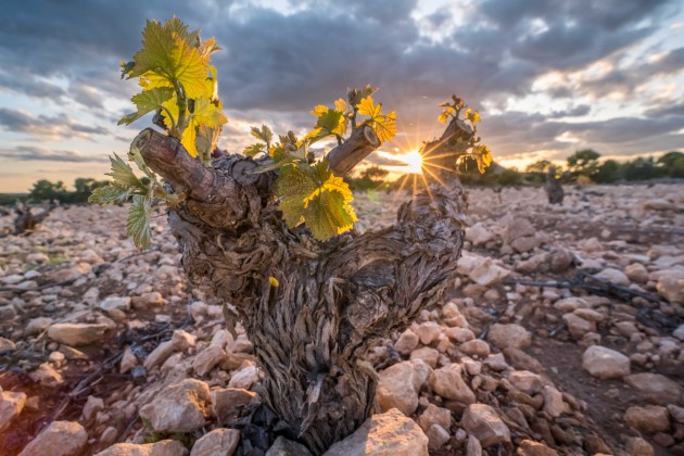 L'Organisation Internationale de la Vigne et du Vin dévoile la définition de référence de la « vieille vigne »