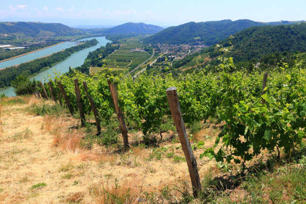 Les producteurs de la Vallée du Rhône optimistes malgré un « millésime homérique » en 2024