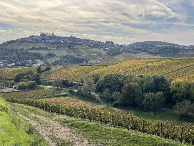 Les producteurs du Val de Loire ébranlés par des « conditions climatiques sans précédent » en 2024