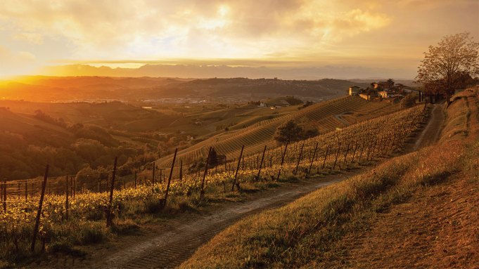 Comment les Italiens ont commencé à produire du chardonnay de premier ordre