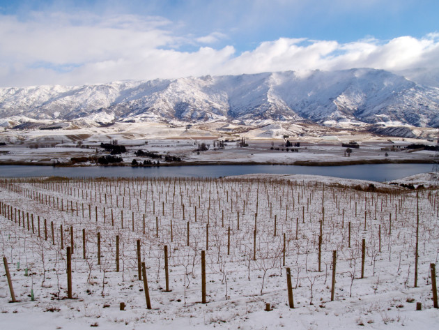 Les ventes de kiwi blanc dominent le marché de Noël au Royaume-Uni
