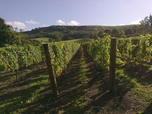 Old Vine Registry dépasse 4 000 entrées