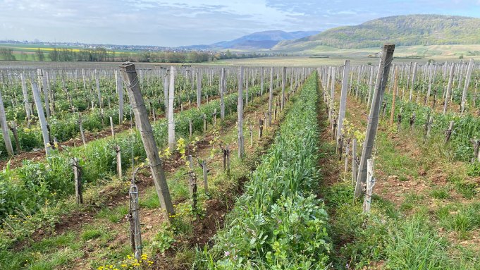 Ce vigneron vous fera chercher le pinot noir d'Alsace