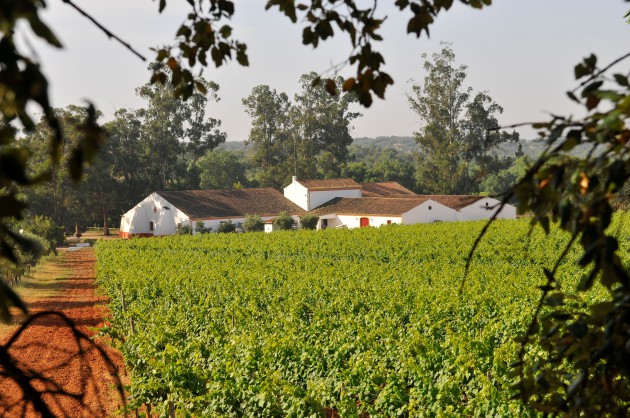 Jéroboams étend le portefeuille avec des vins de Chinon et Alentejo